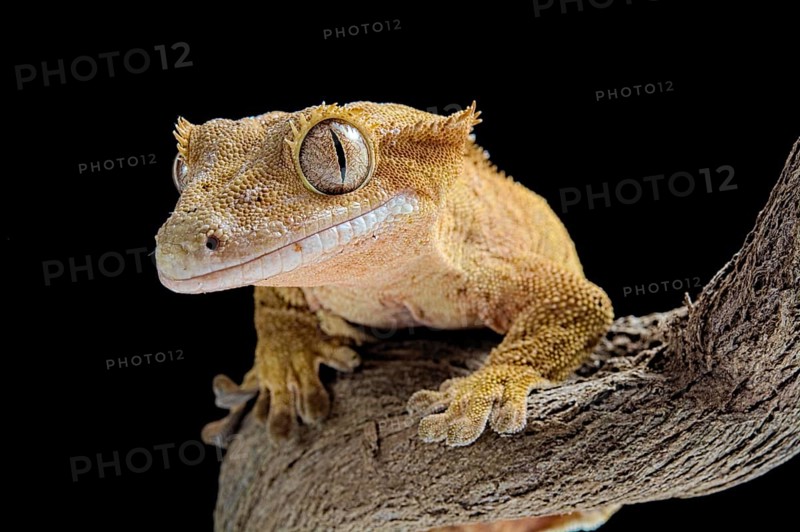 Eyelash gecko (Correlophus ciliatus) on a perch