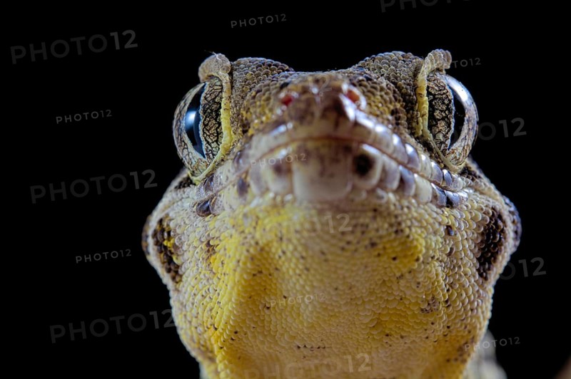 Frog-eyed gecko (Teratoscincus roborowskii)