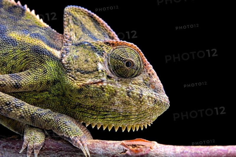 Female Veiled Chameleon (Chamaeleo calyptratus)