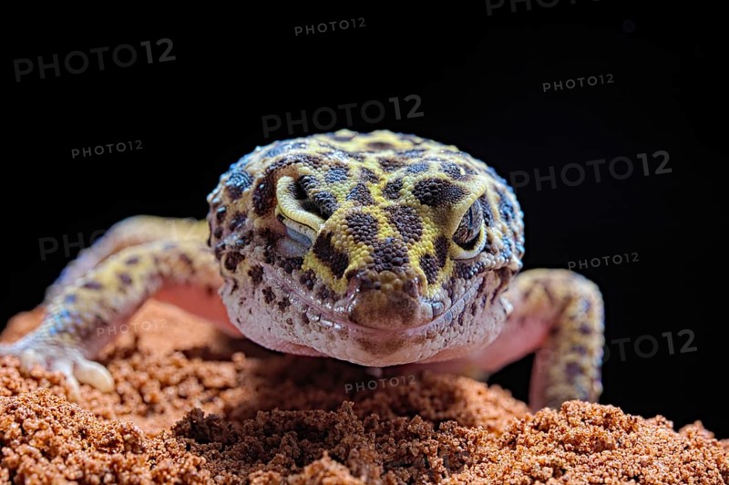 Leopard Gecko (Eublepharis macularius)