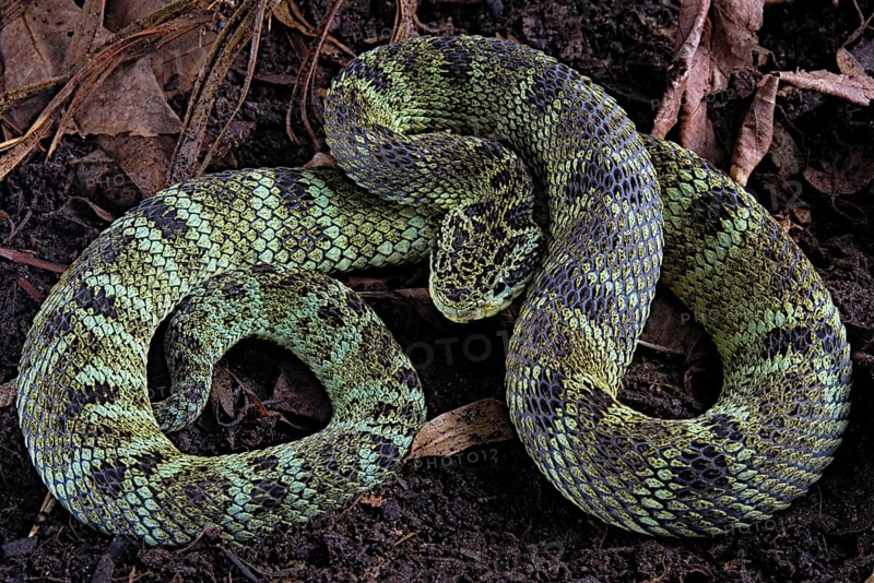 Endemic Pit viper (Bothrops chloromelas)