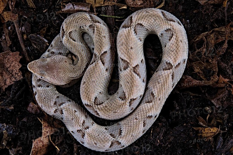 Brazilian lancehead (Bothrops moojeni)