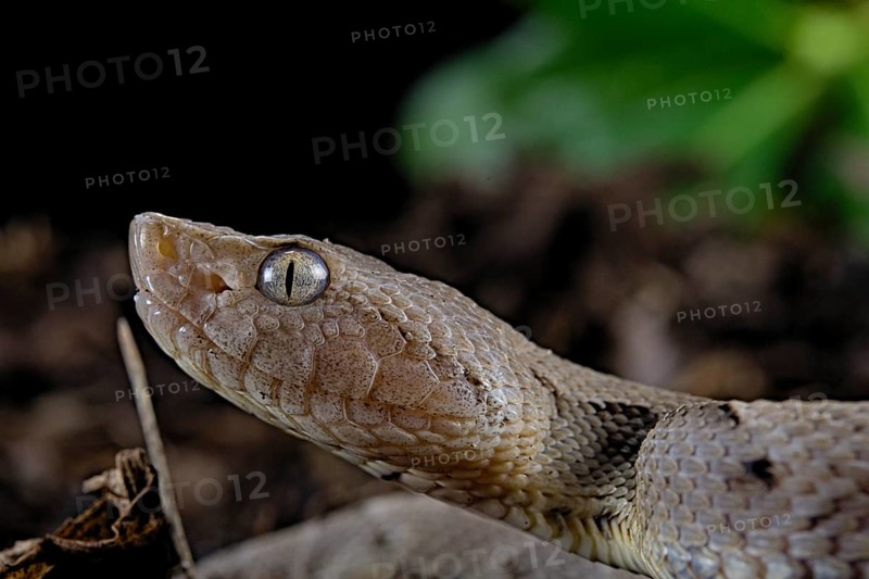 Brazilian lancehead (Bothrops moojeni)