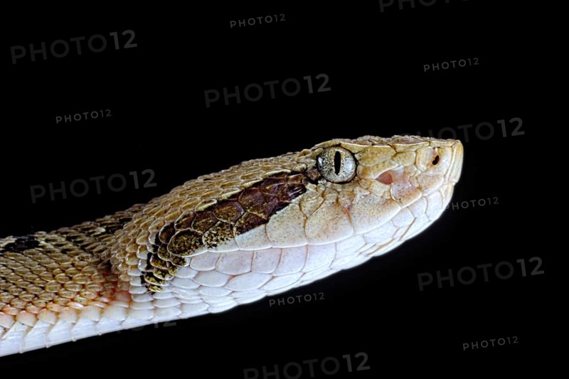 Venezuelan lancehead (Bothrops venezuelensis)