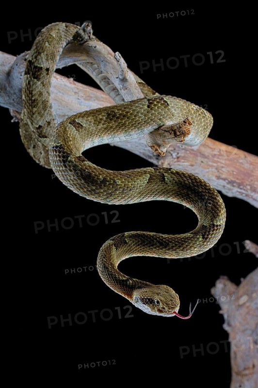 Venezuelan lancehead (Bothrops venezuelensis)
