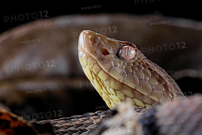 Brazil's lancehead (Bothrops brazili)