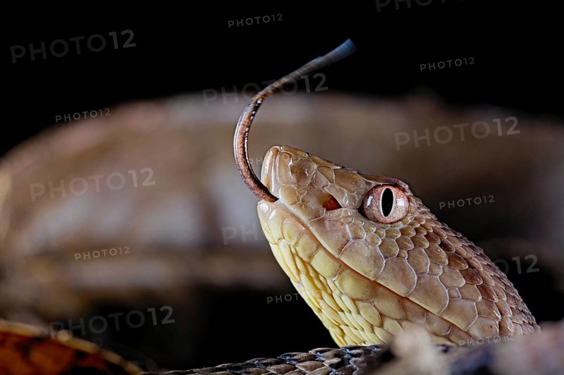 Brazil's lancehead (Bothrops brazili)