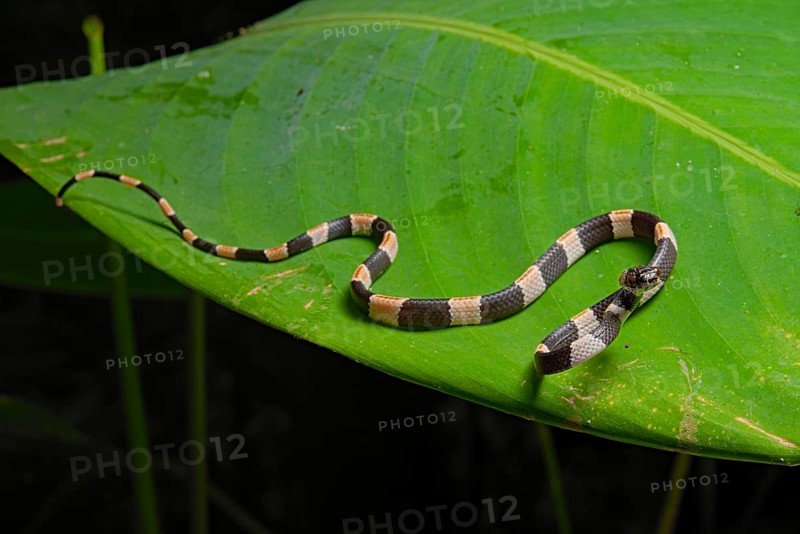 American snail-eater (Dipsas bicolor) Costa Rica