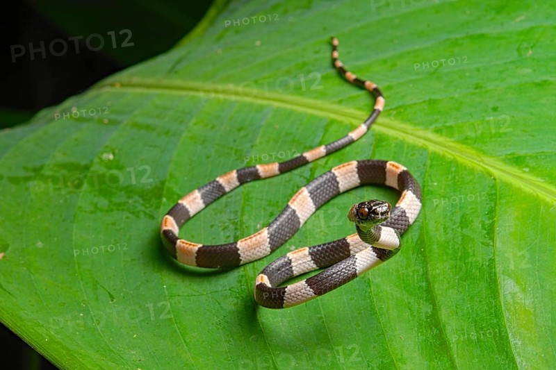American snail-eater (Dipsas bicolor) Costa Rica