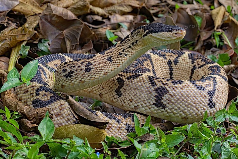 Black Headed bushmaster (Lachesis melanocephala) Costa Rica