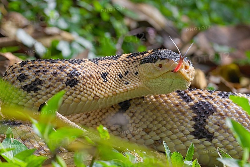 Black Headed bushmaster (Lachesis melanocephala) Costa Rica