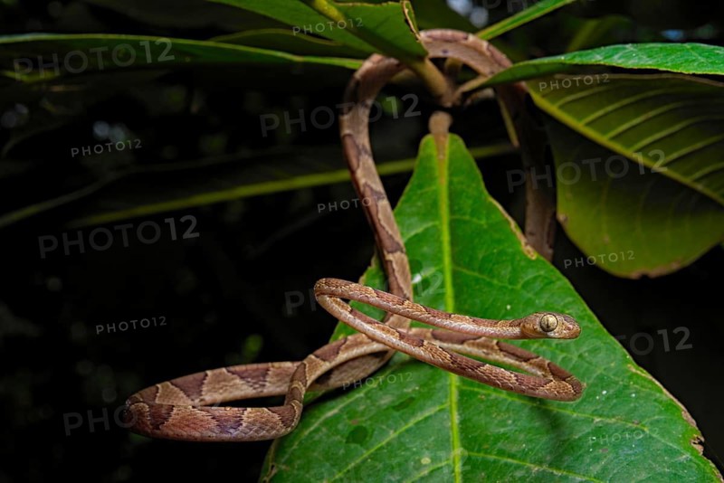 Blunthead Tree Snake (Imantodes cenchoa)