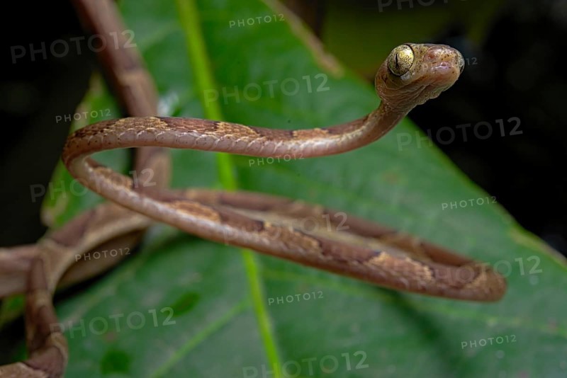 Blunthead Tree Snake (Imantodes cenchoa)