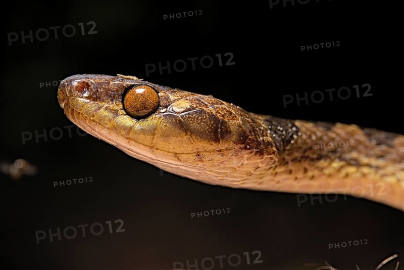 Northern Cat-eyed Snake (Leptodeira septentrionalis) Costa Rica