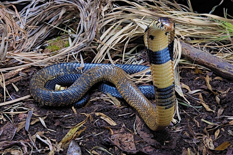 Forest cobra (Naja melanoleuca) Captive. Cameroon