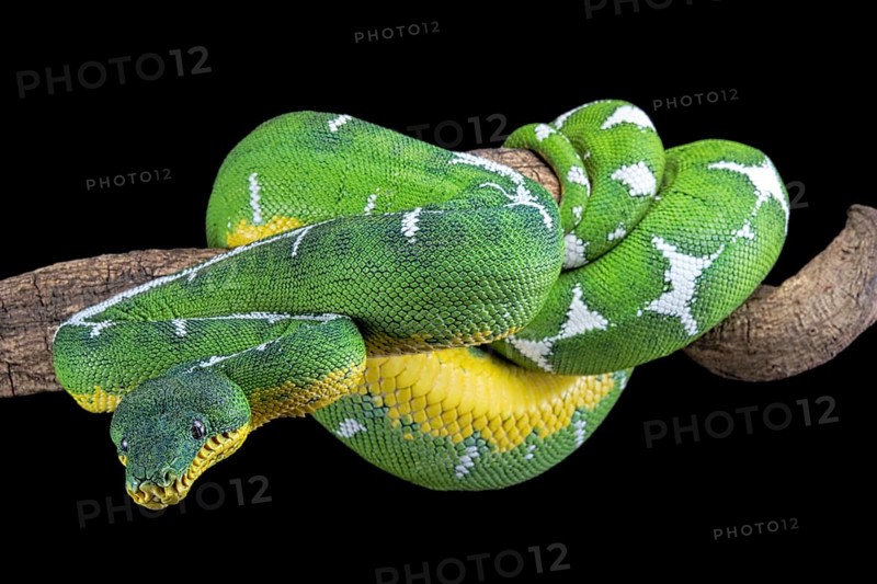Amazon Basin emerald tree boa (Corallus batesii)