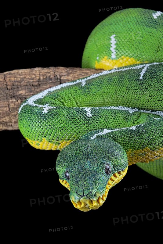 Amazon Basin emerald tree boa (Corallus batesii)