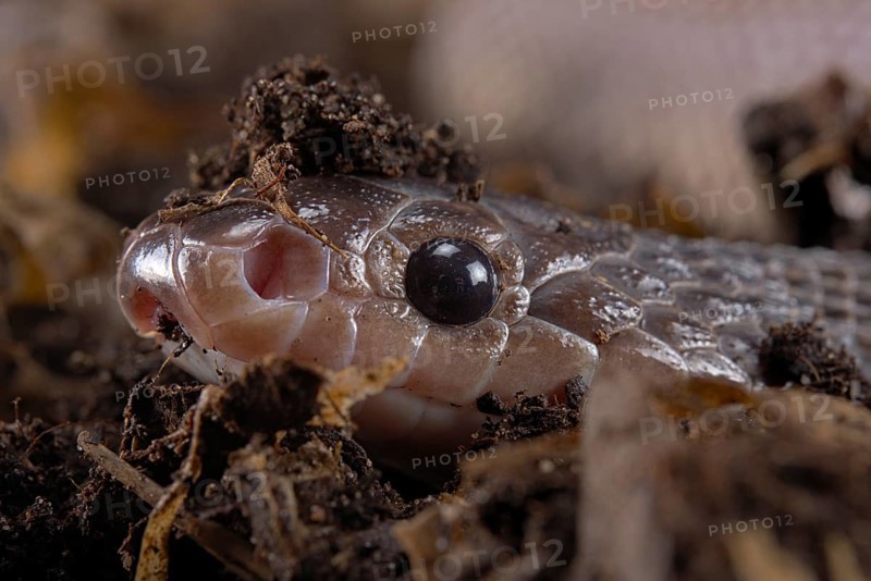Cape File Snake (Gonionotophis sp)