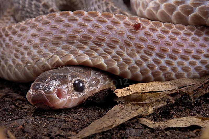Cape File Snake (Gonionotophis sp)