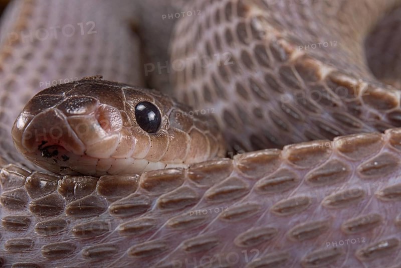 Cape File Snake (Gonionotophis sp)