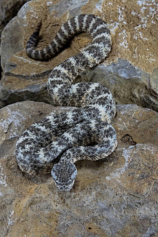 Speckled rattlesnake (Crotalus pyrrhus)