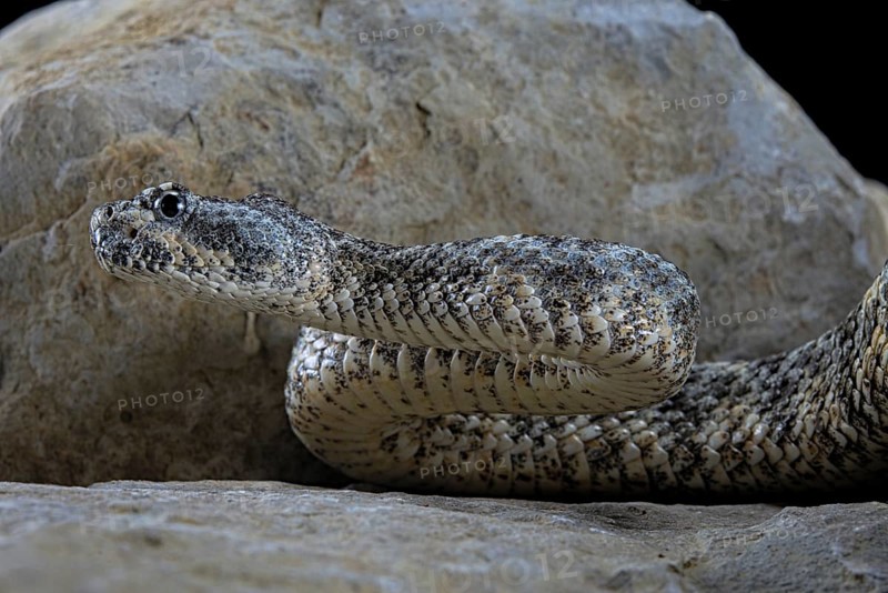 Speckled rattlesnake (Crotalus pyrrhus)