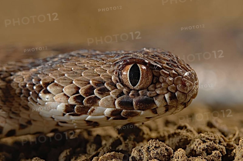 Carpet viper (Echis ocellatus) Captive. Africa
