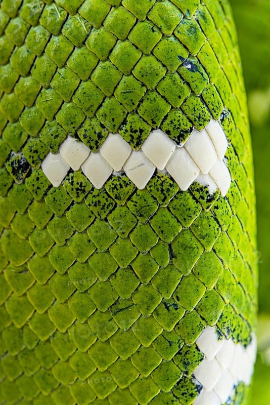 Emerald tree boa (Corallus caninus) captive