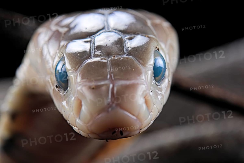 Taiwan cobra (Naja atra formosa) Captive. Taiwan