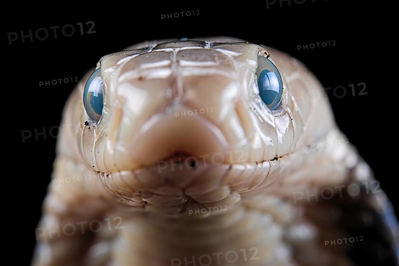 Taiwan cobra (Naja atra formosa) Captive. Taiwan