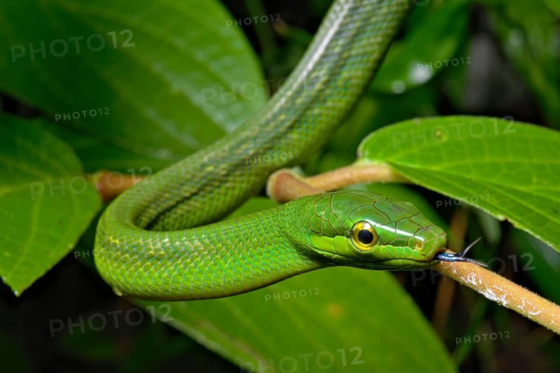 Jansens'Ratsnake (Gonyosoma jansenii)