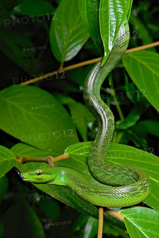 Jansens'Ratsnake (Gonyosoma jansenii)