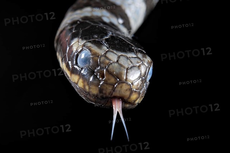 Sea krait (Laticauda colubrina) .North Sulawesi
