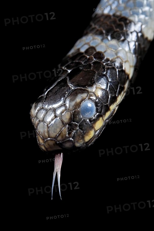 Sea krait (Laticauda colubrina) .North Sulawesi