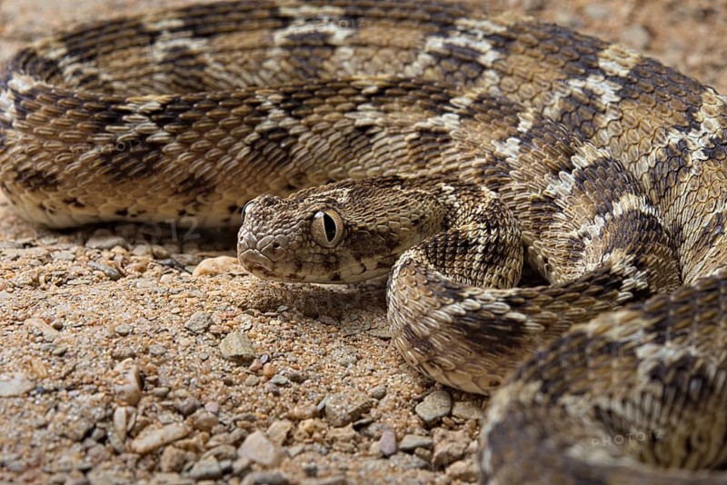 Egyptian saw-scaled viper (Echis pyramidum) .Egypt