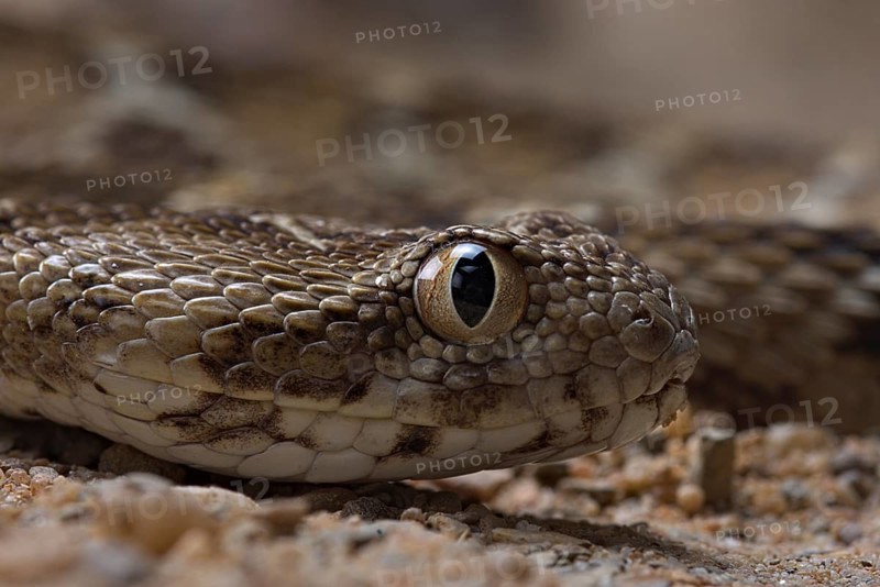 Egyptian saw-scaled viper (Echis pyramidum)