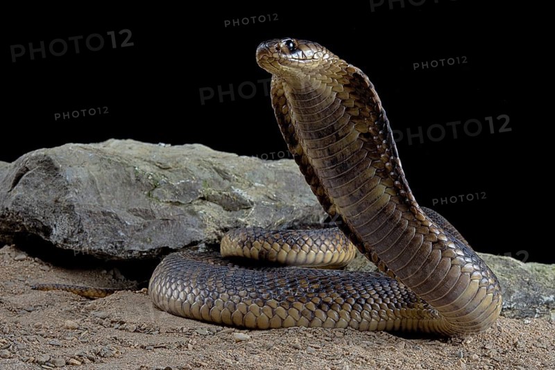 Egyptian Cobra (Naja haje) Captive. Egypte