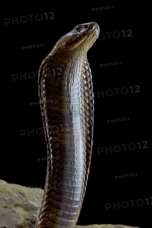 Egyptian Cobra (Naja haje) Captive. Egypte