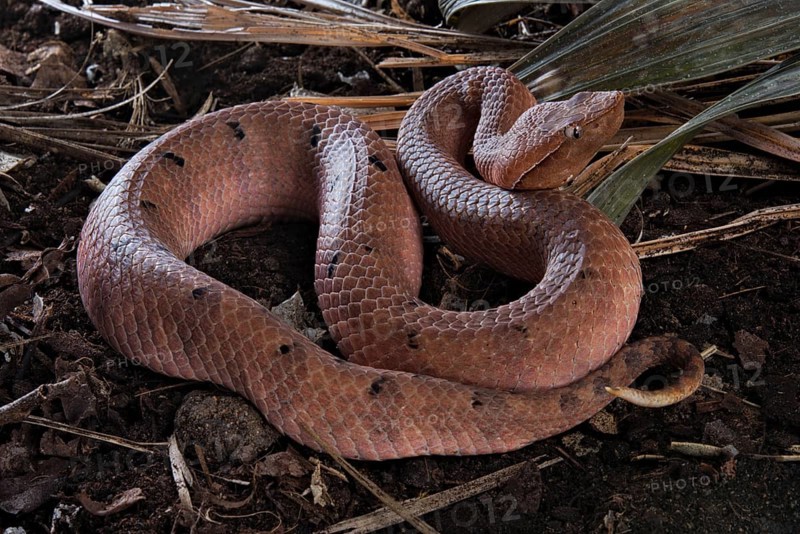 Hump-nosed Pit viper (Hypnale hypnale)