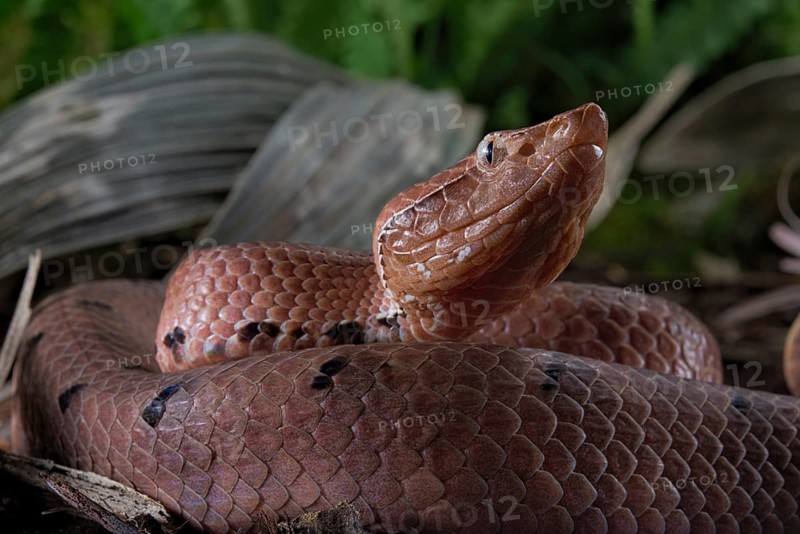 Hump-nosed Pit viper (Hypnale hypnale)