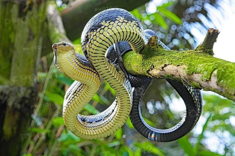 Jansens Rat Snake (Gonyosoma jansenii) North Sulawesi