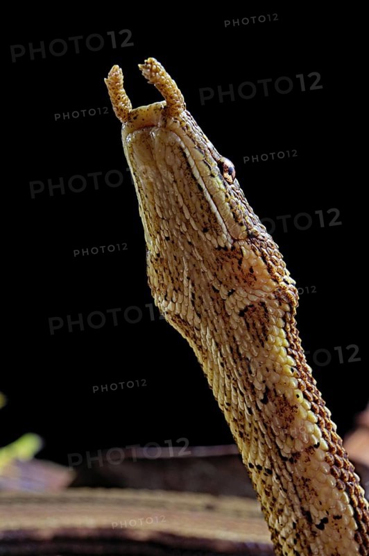 Tentale snake (Erpeton tentaculatum) captive
