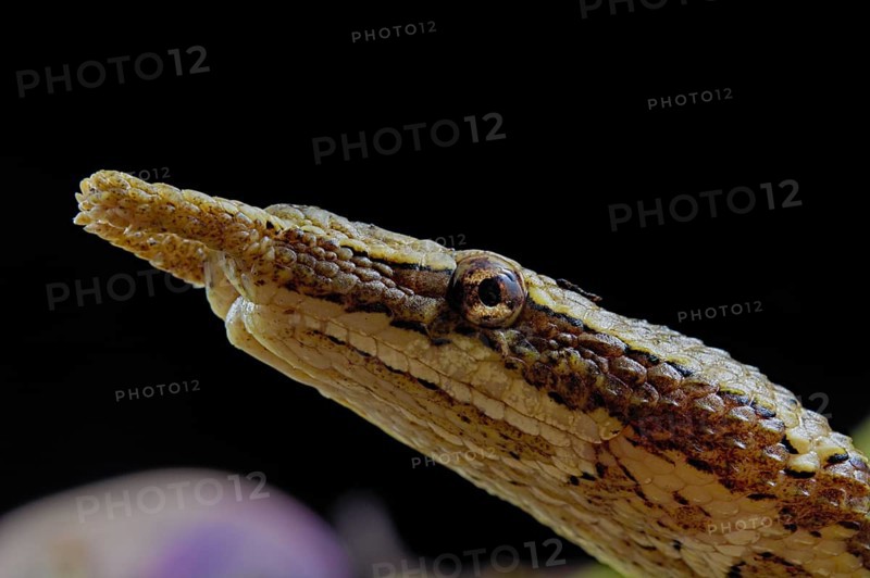 Tentale snake (Erpeton tentaculatum) captive