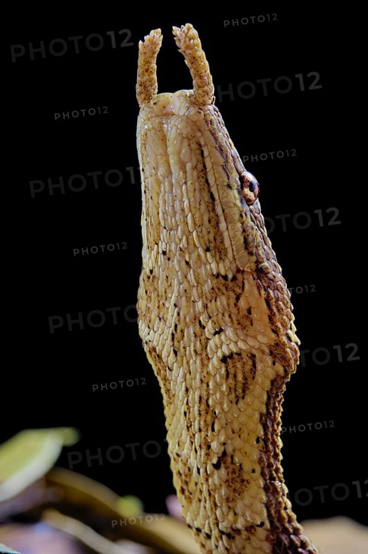 Tentale snake (Erpeton tentaculatum) captive