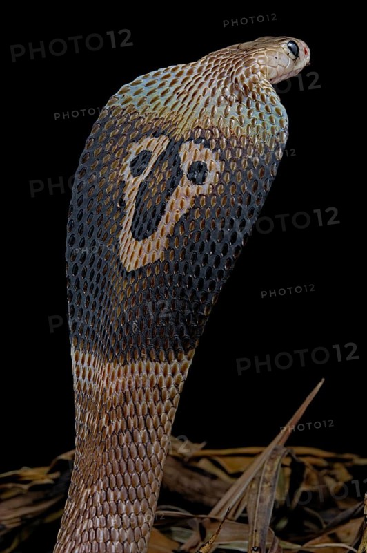 Indian cobra (Naja naja)