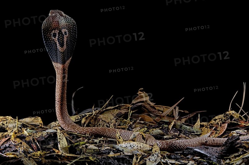 Indian cobra (Naja naja)