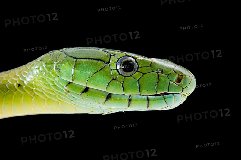 Jameson's mamba (Dendroaspis jamesoni jamesoni)