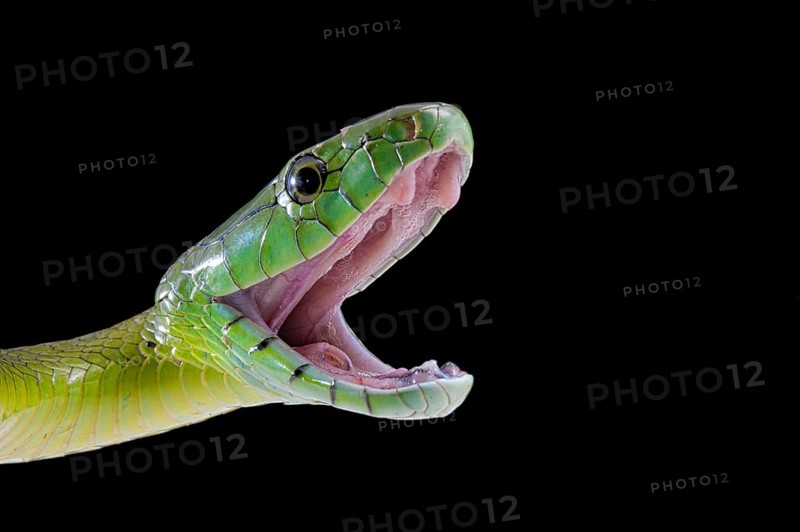 Jameson's mamba (Dendroaspis jamesoni jamesoni)