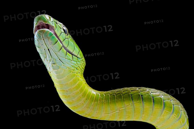 Jameson's mamba (Dendroaspis jamesoni jamesoni)