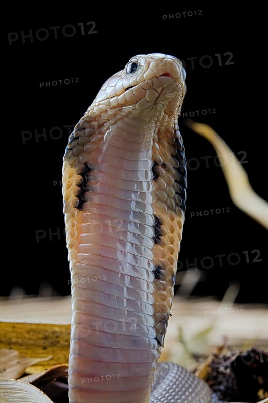 Taiwan cobra (Naja atra formosa)
